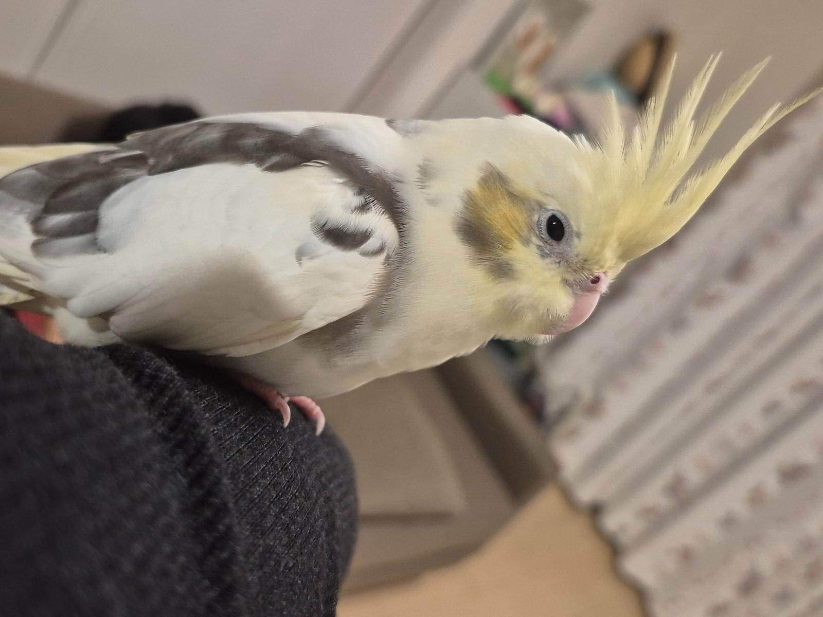保護された鳥 保護された鳥