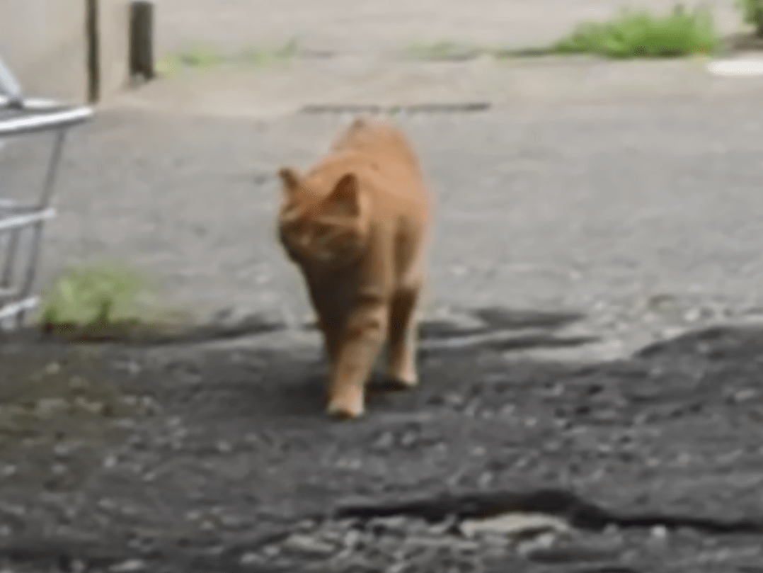目撃された猫 目撃された猫