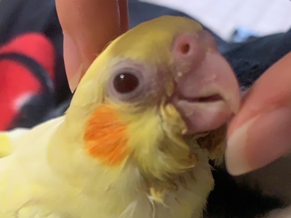 ききちゃん ききちゃん