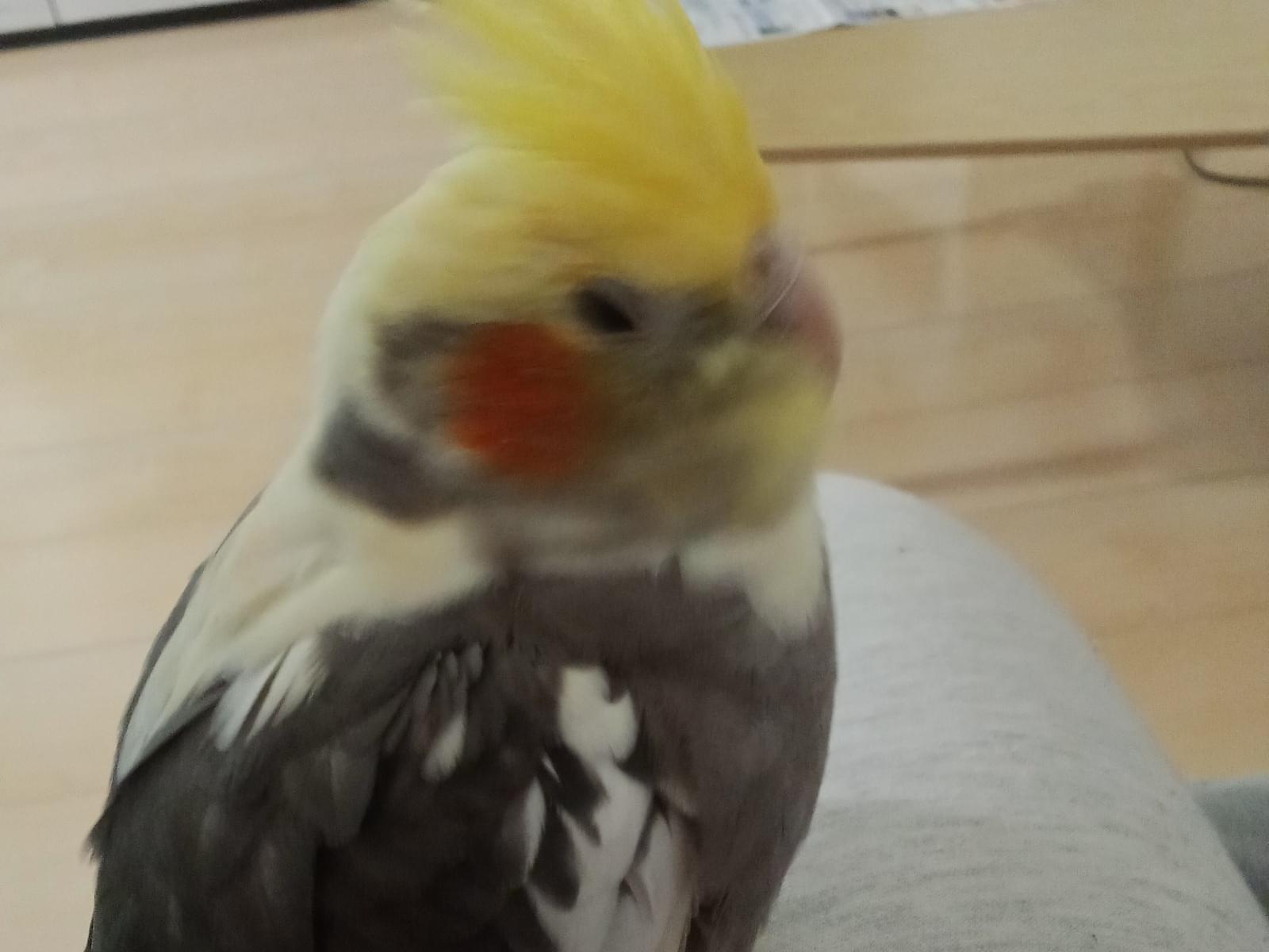 もちちゃん もちちゃん