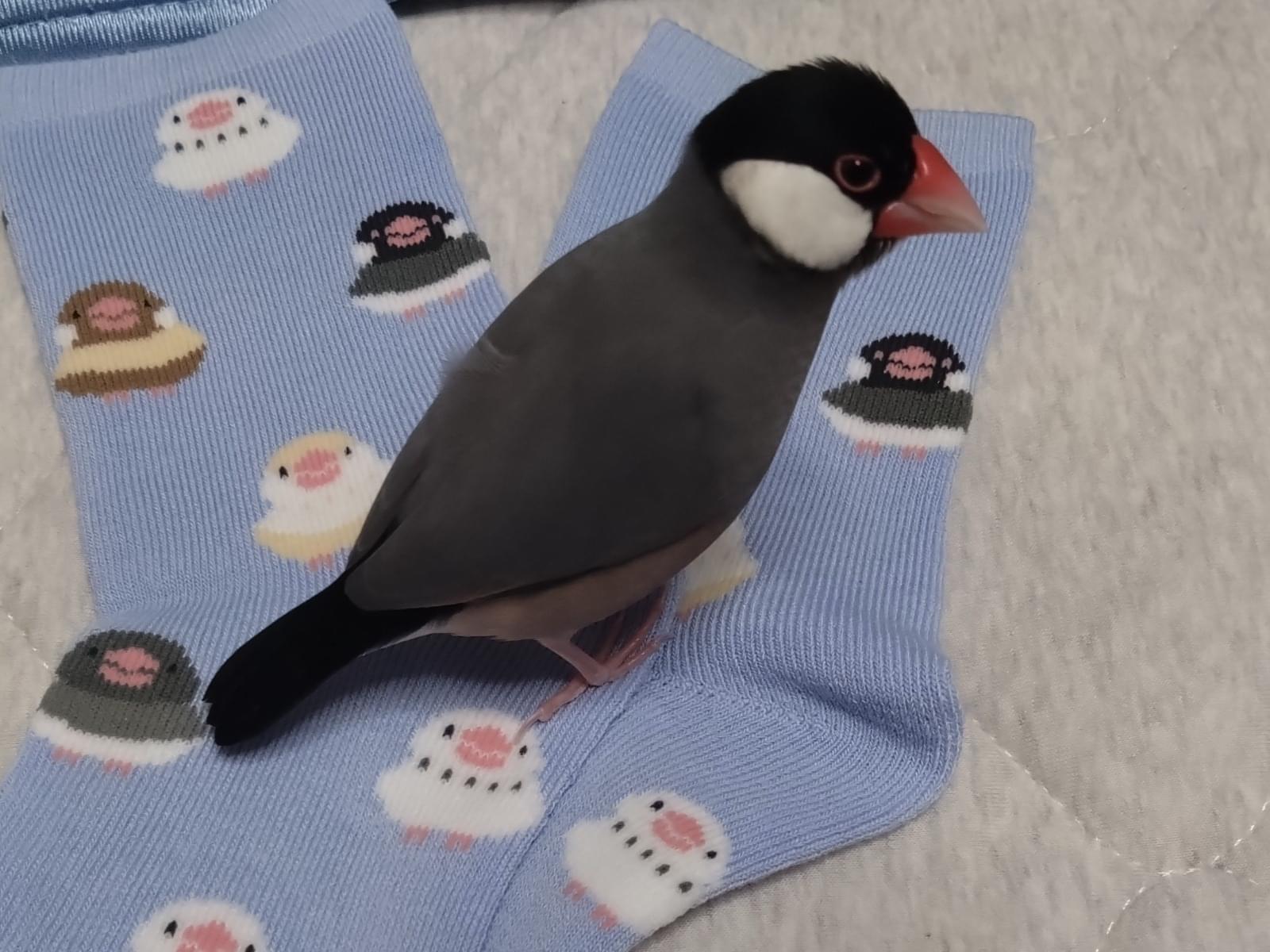 ニコちゃん ニコちゃん