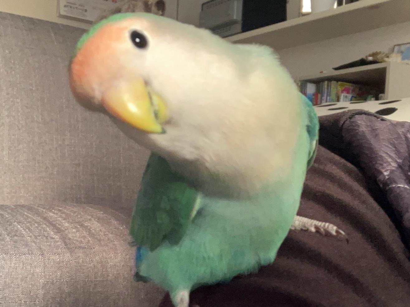 ピピちゃん ピピちゃん