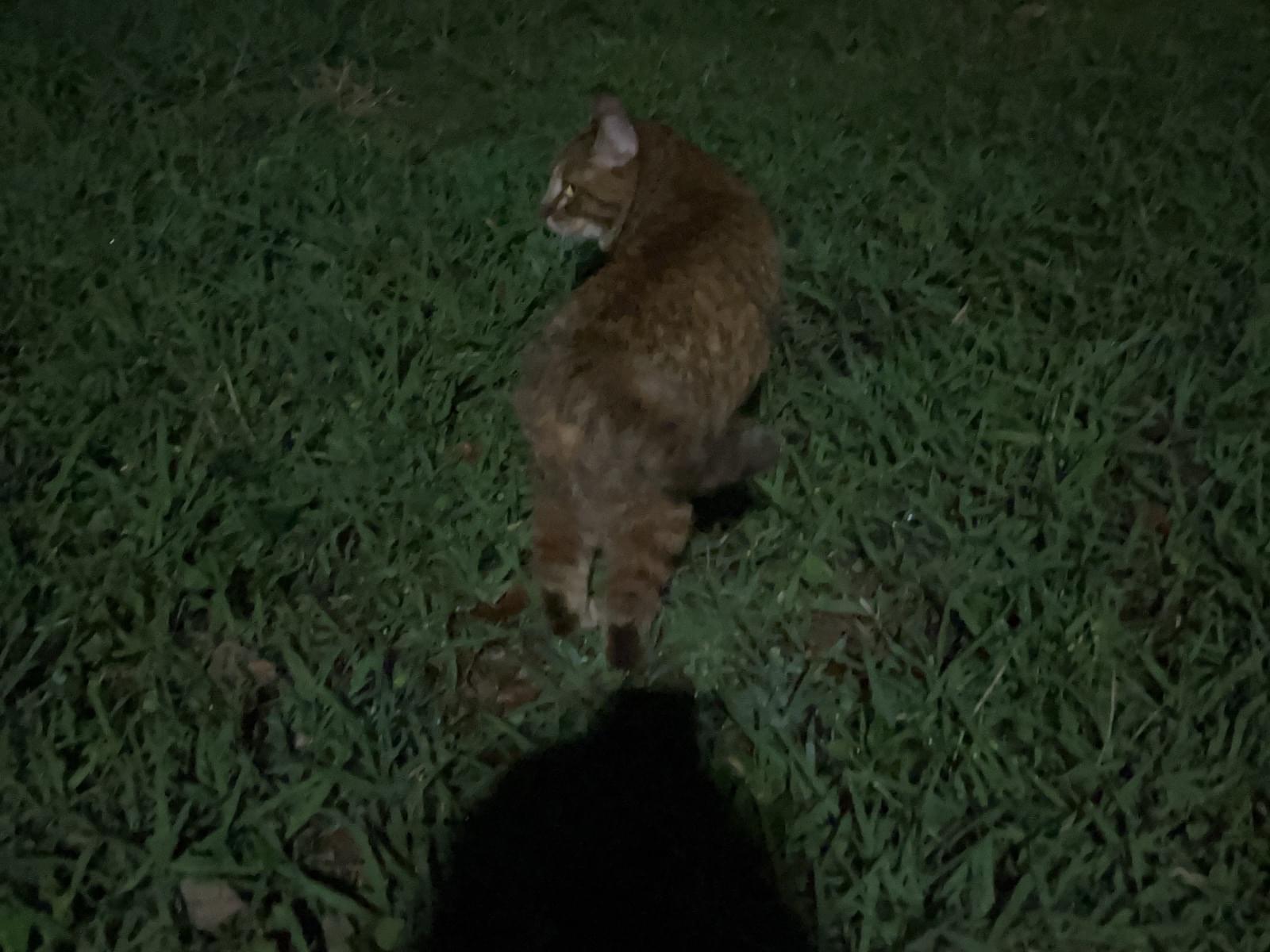 目撃された猫 目撃された猫