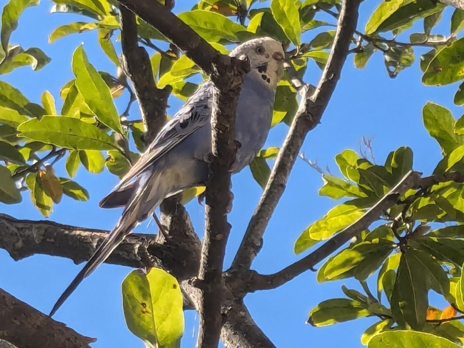 目撃された鳥 目撃された鳥