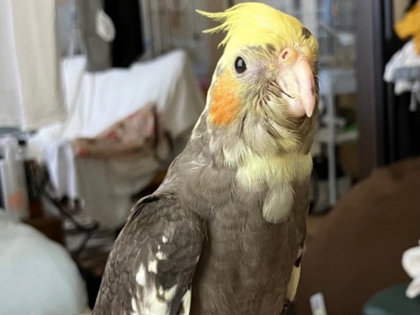 ももちゃん ももちゃん