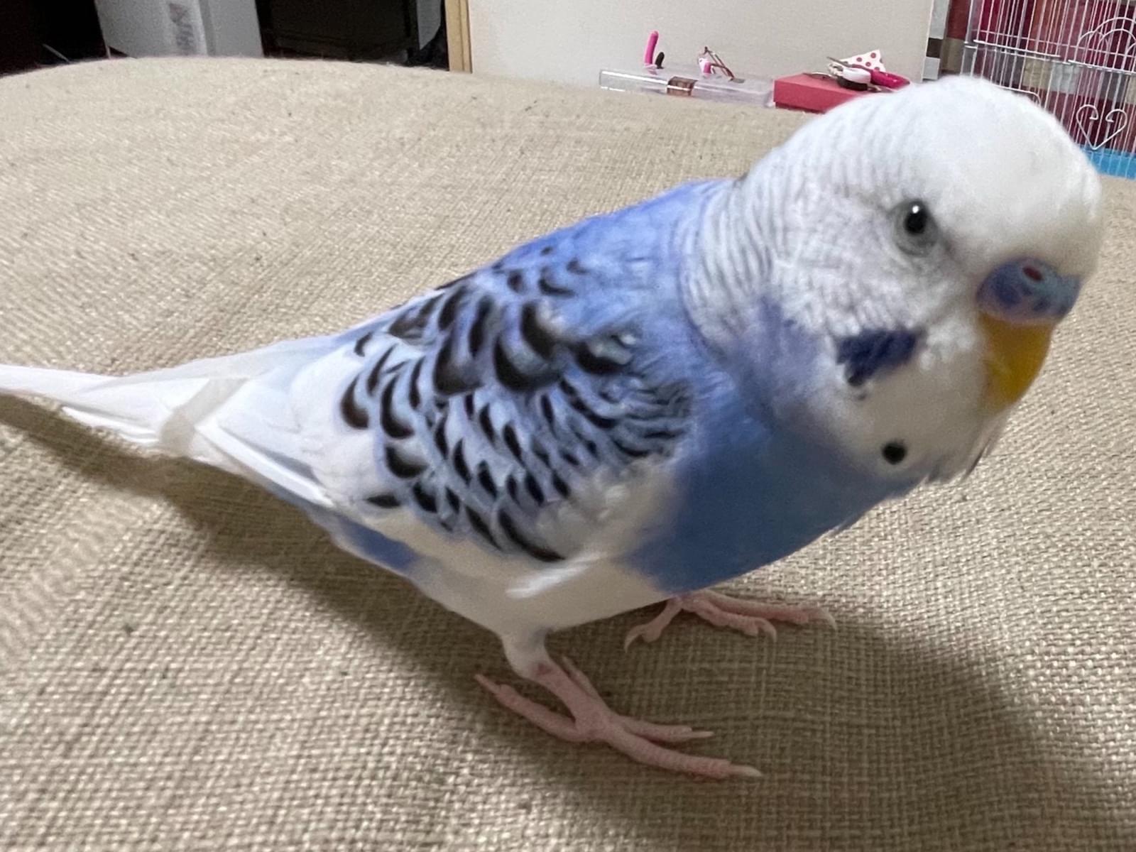 ゆずちゃん ゆずちゃん
