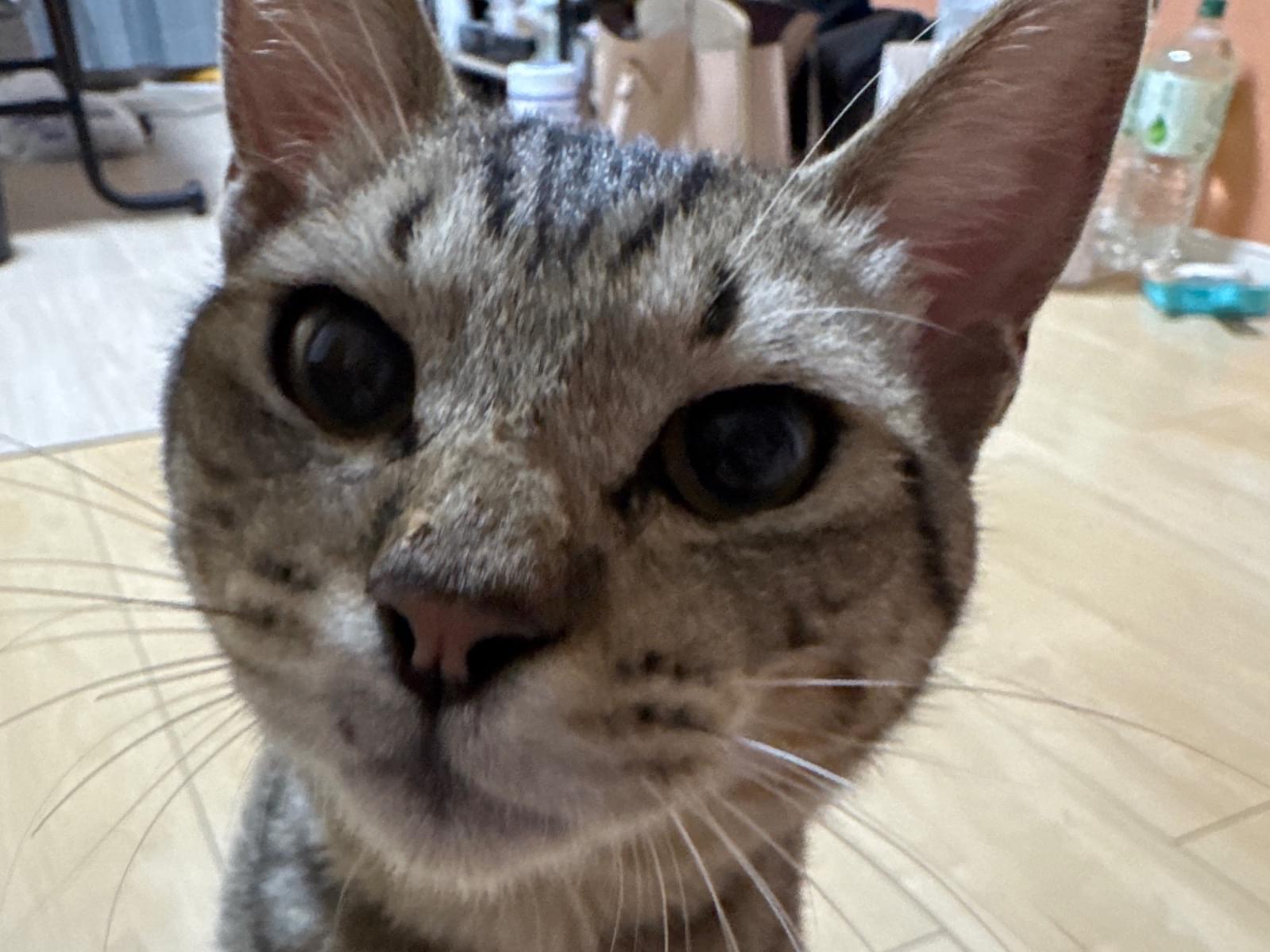 保護された猫 保護された猫