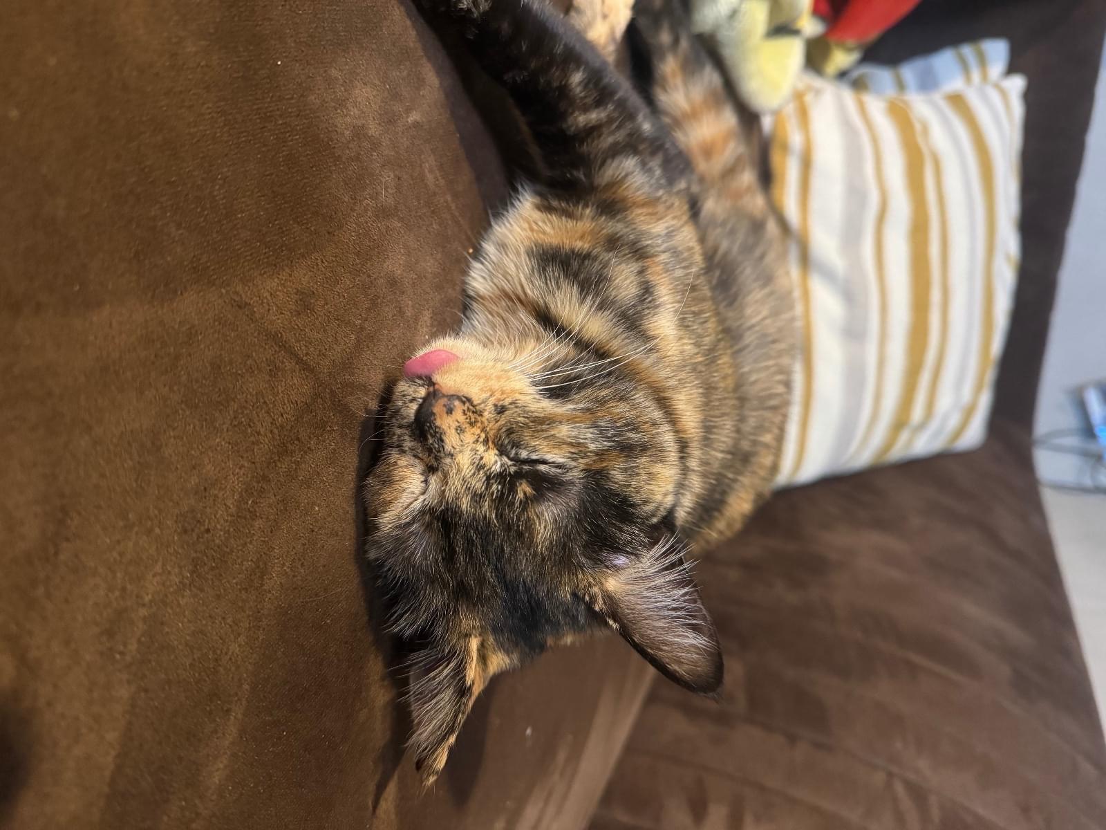 さくらちゃん さくらちゃん