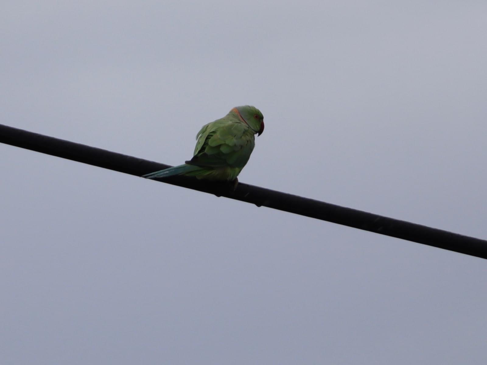 目撃された鳥 目撃された鳥