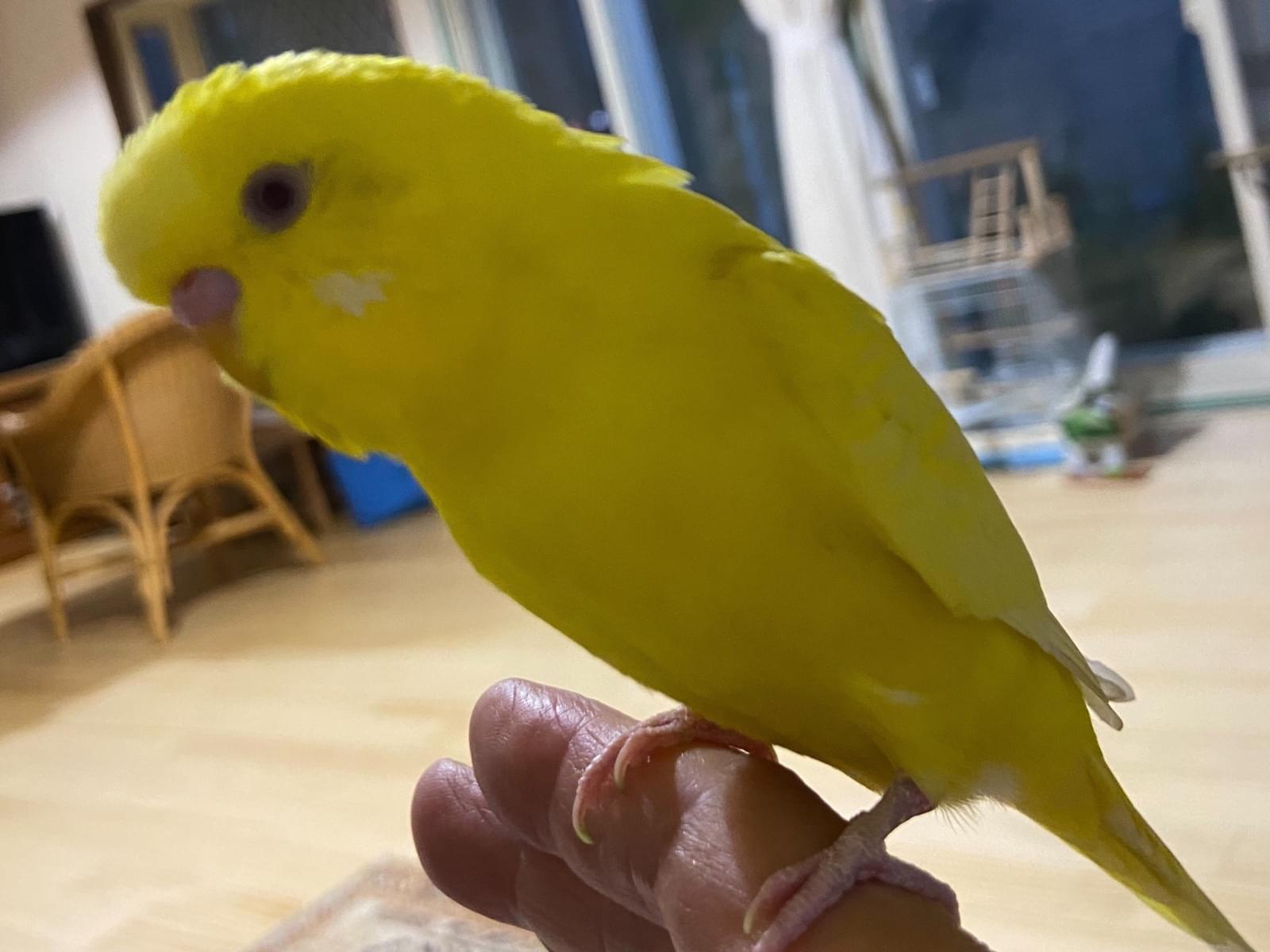ピッピちゃん ピッピちゃん
