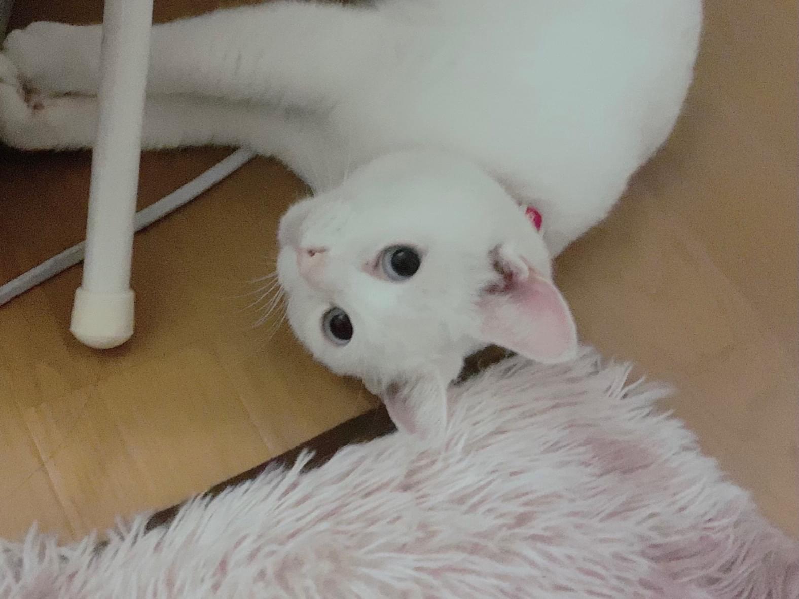 ちょびちゃん ちょびちゃん