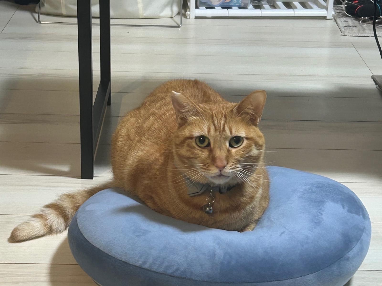 ちゃまるちゃん