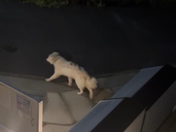 目撃された犬