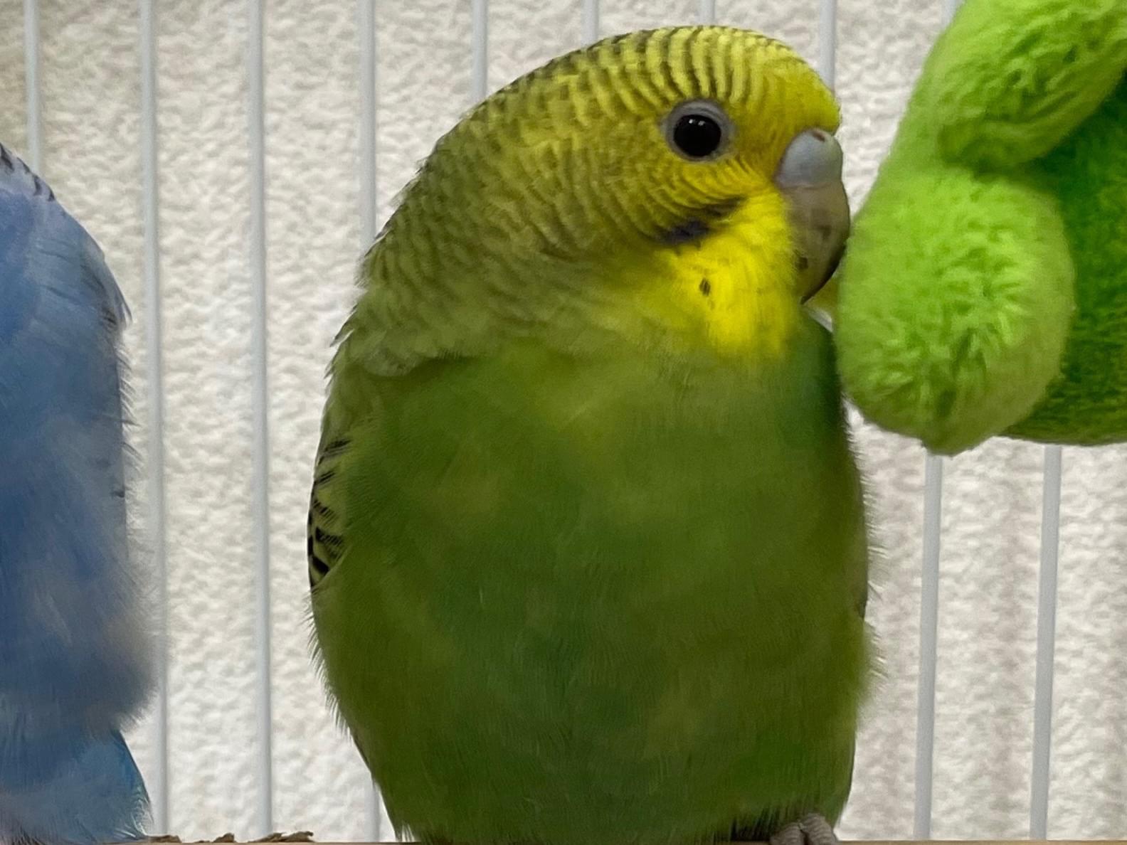 マメちゃん マメちゃん