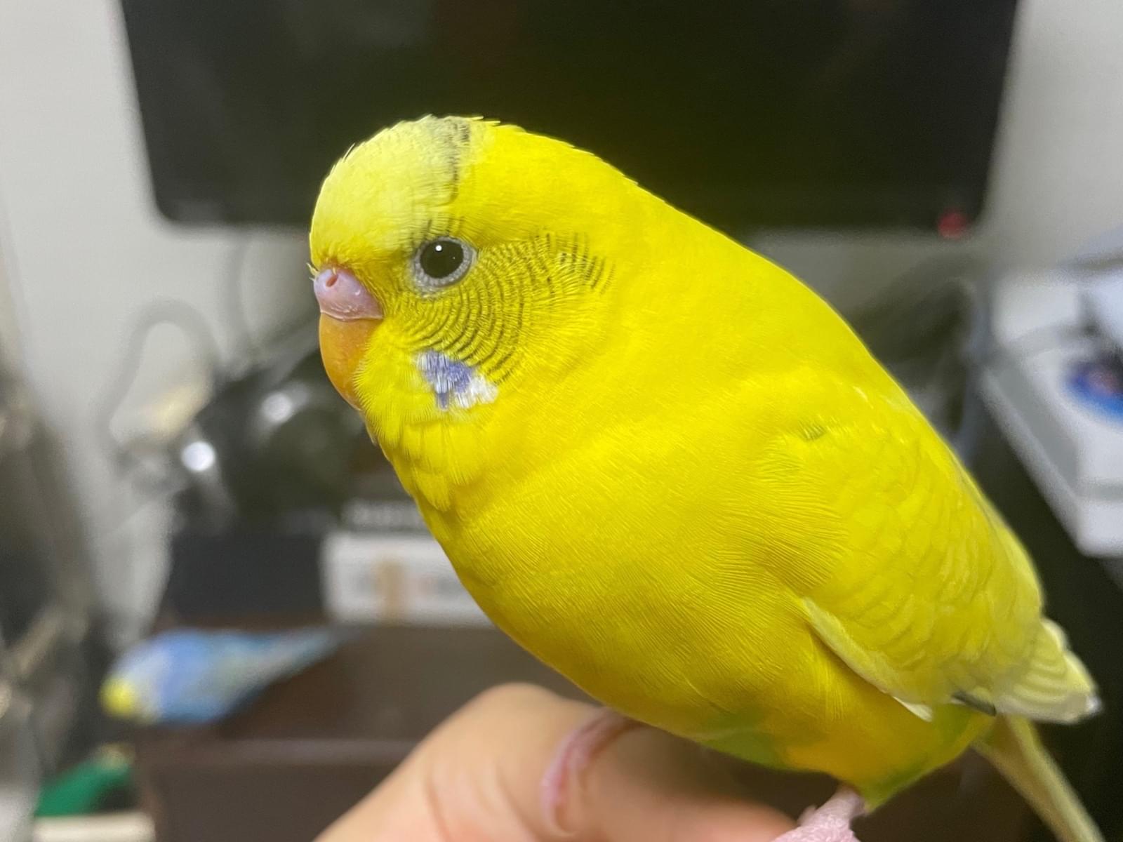 プッピちゃん プッピちゃん