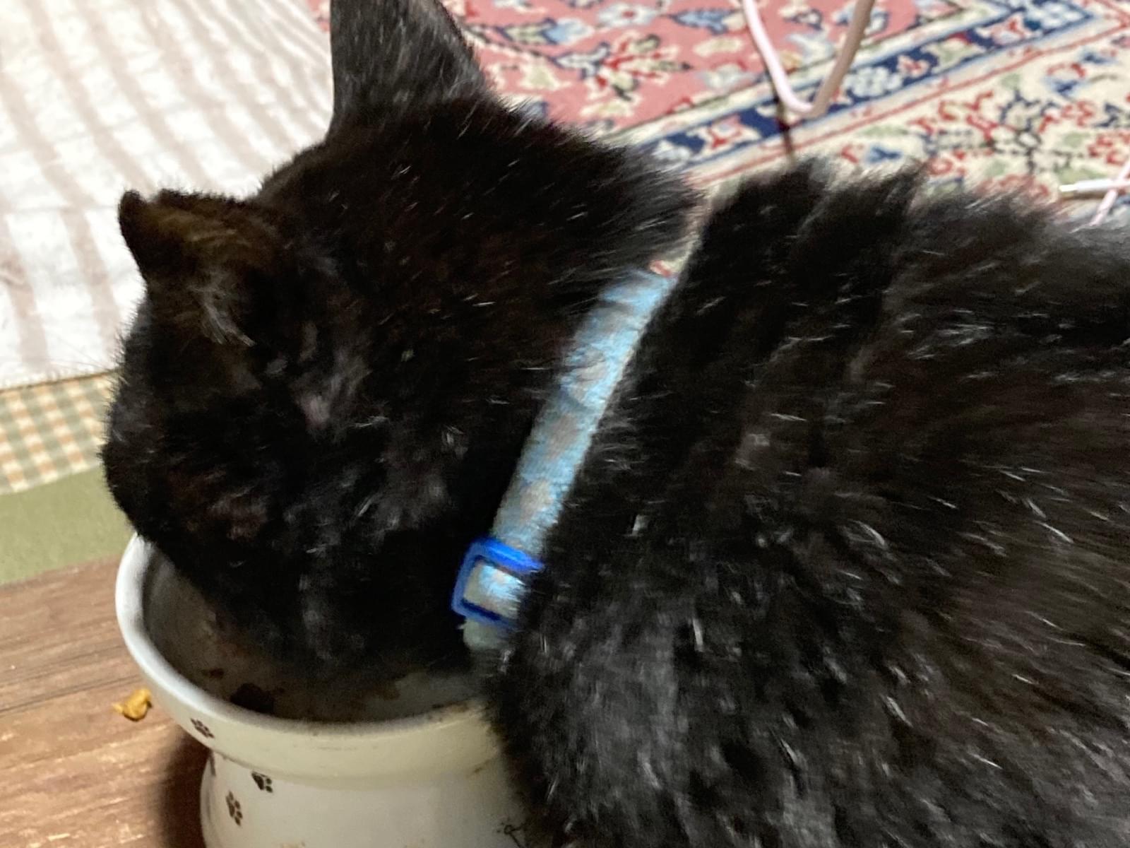 保護された猫 保護された猫