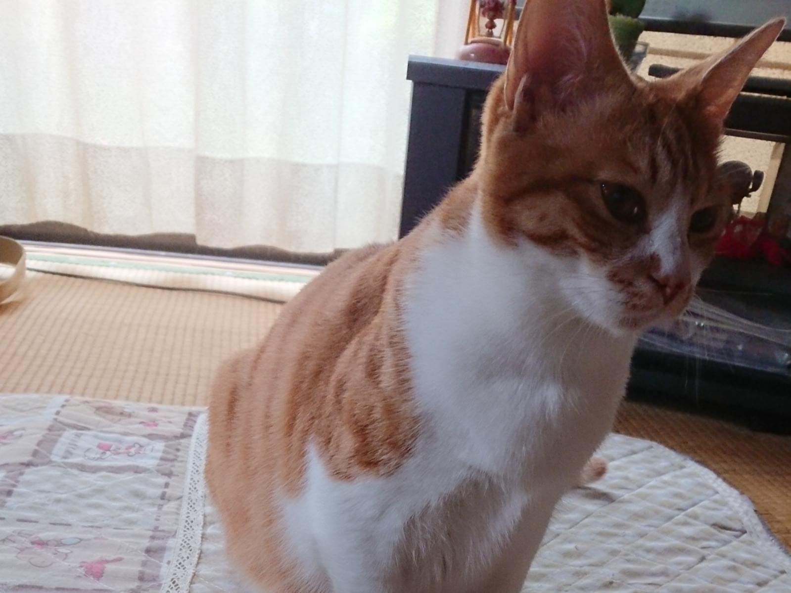まさはるちゃん