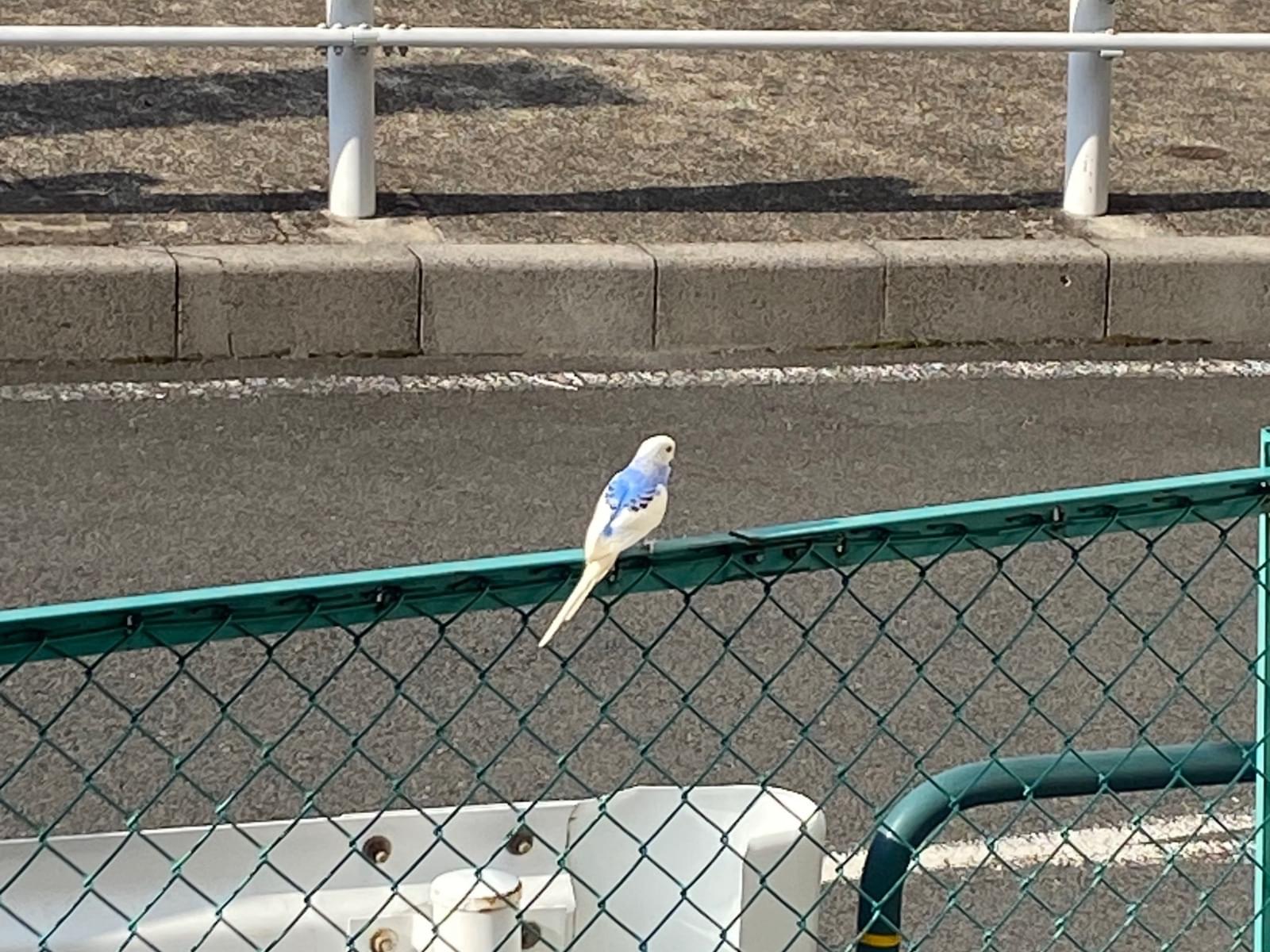 目撃された鳥 目撃された鳥