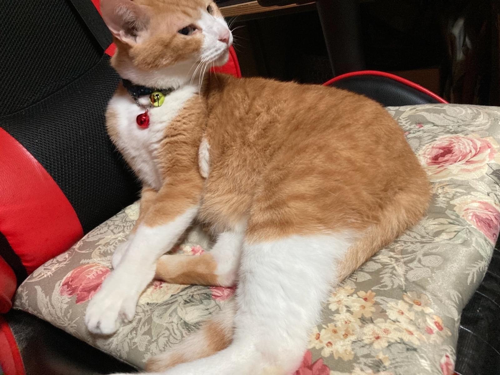 チャッシーちゃん チャッシーちゃん