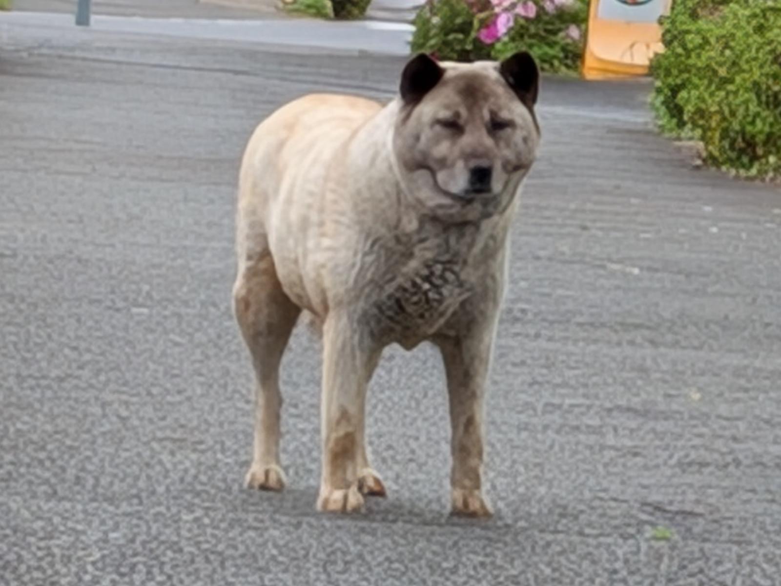 目撃された犬 目撃された犬