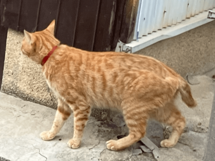 目撃された猫 目撃された猫