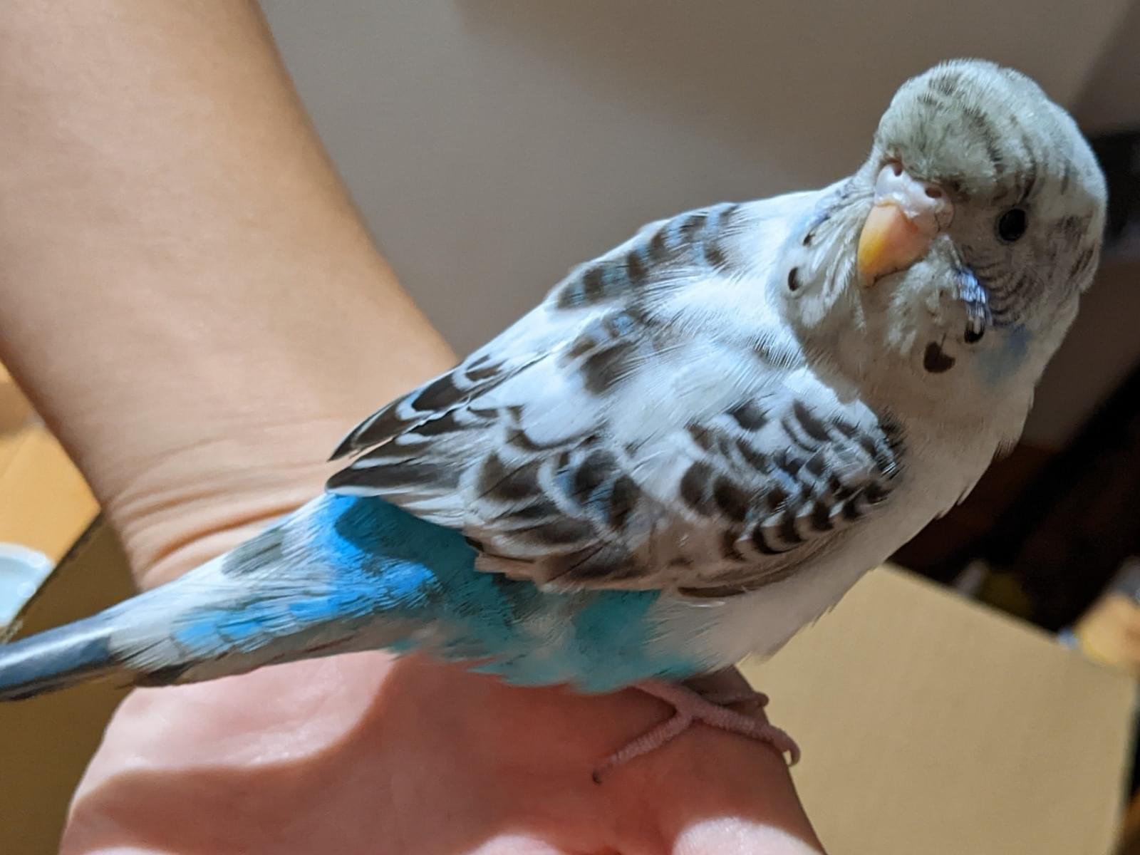 保護された鳥 保護された鳥