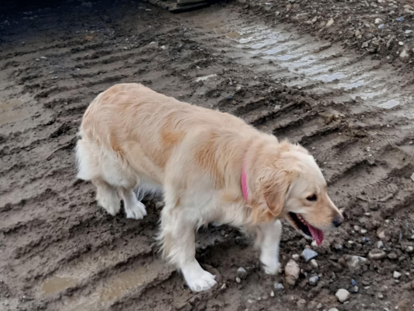 目撃された犬 目撃された犬