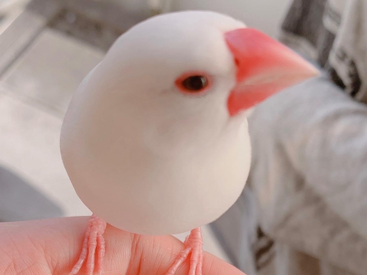 保護された鳥 保護された鳥