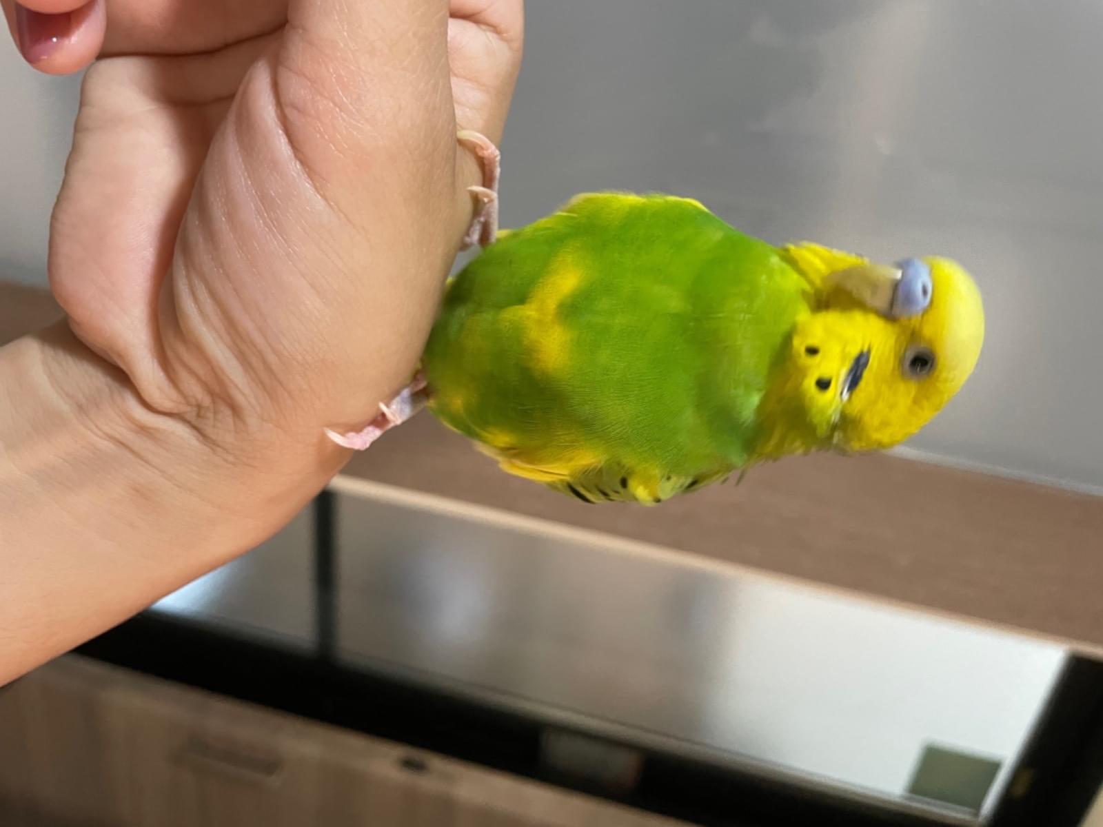 保護された鳥 保護された鳥