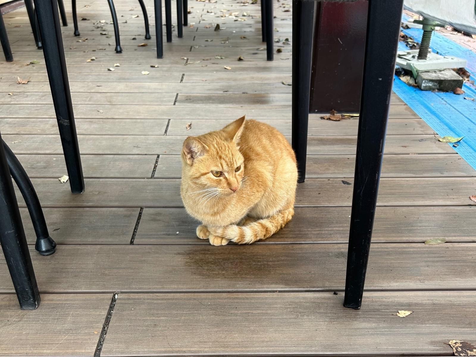 目撃された猫 目撃された猫