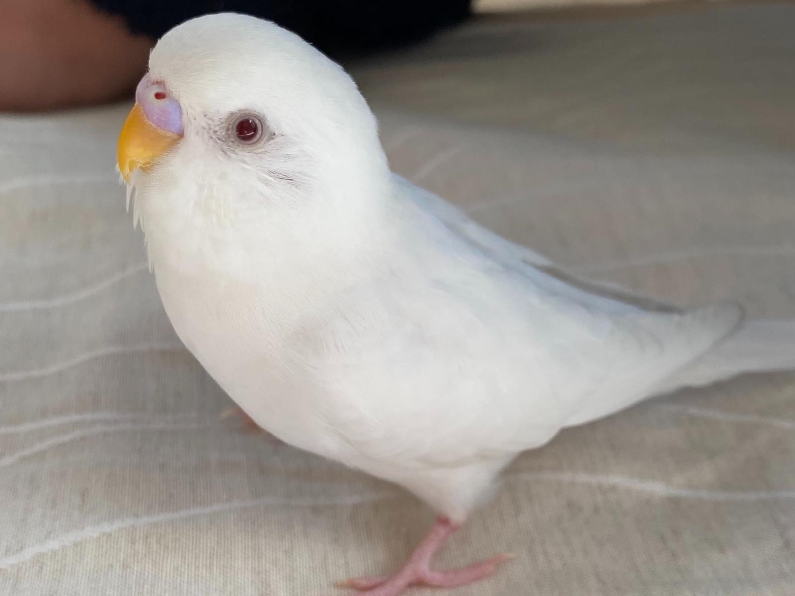 のこちゃん のこちゃん