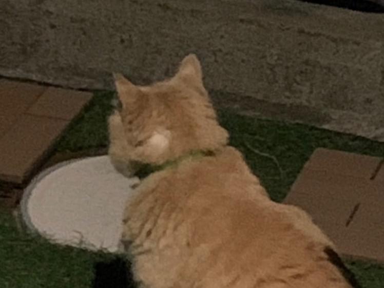 目撃された猫 目撃された猫