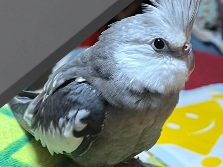 こはくちゃん こはくちゃん