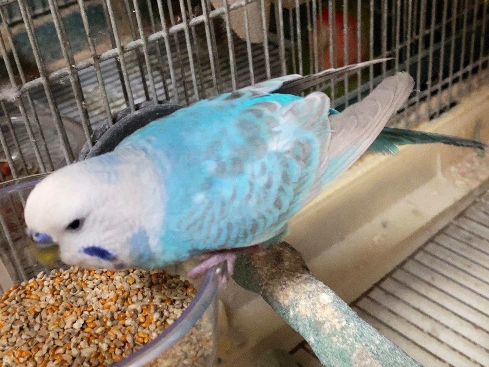 保護された鳥 保護された鳥