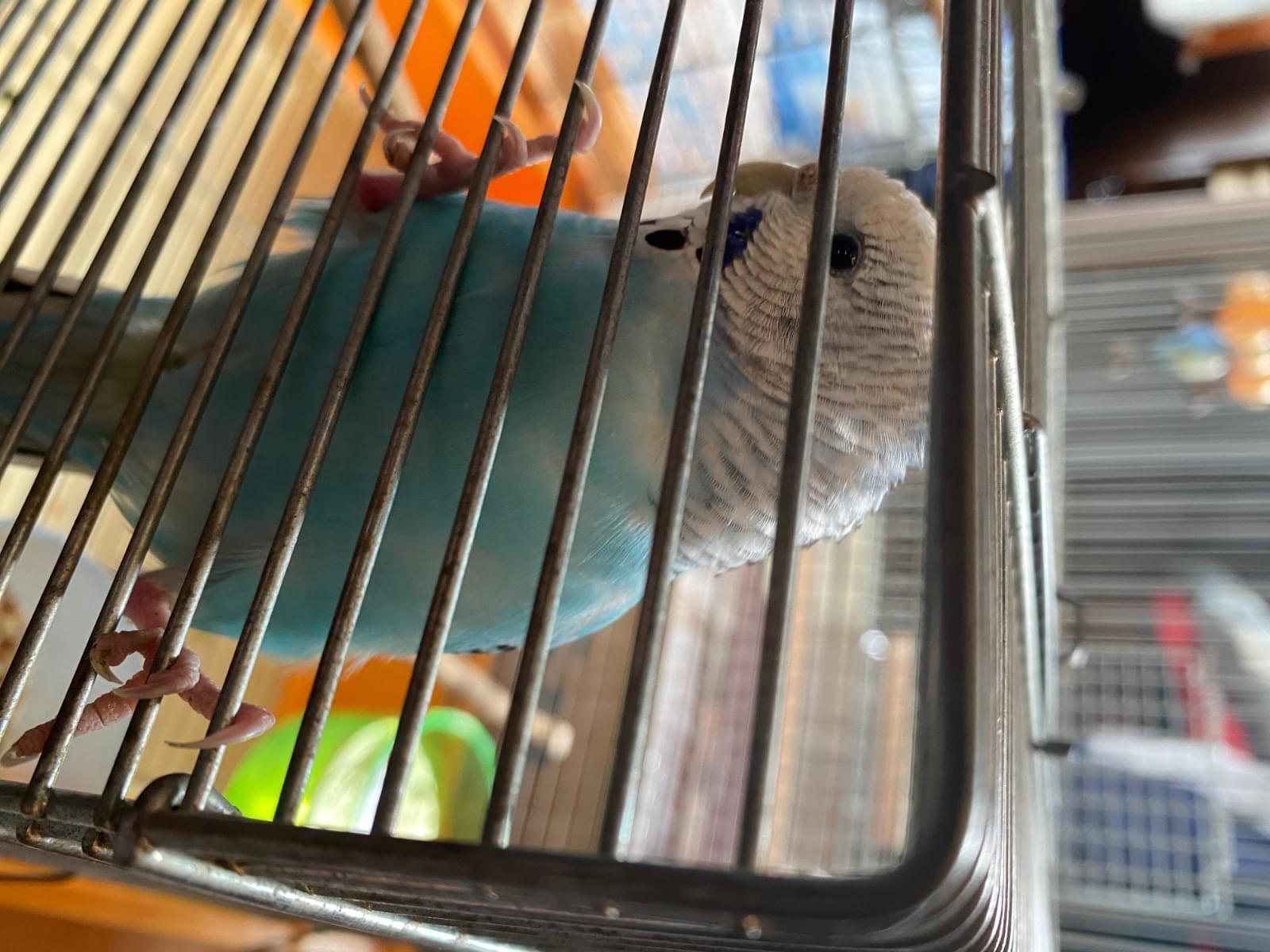 保護された鳥 保護された鳥