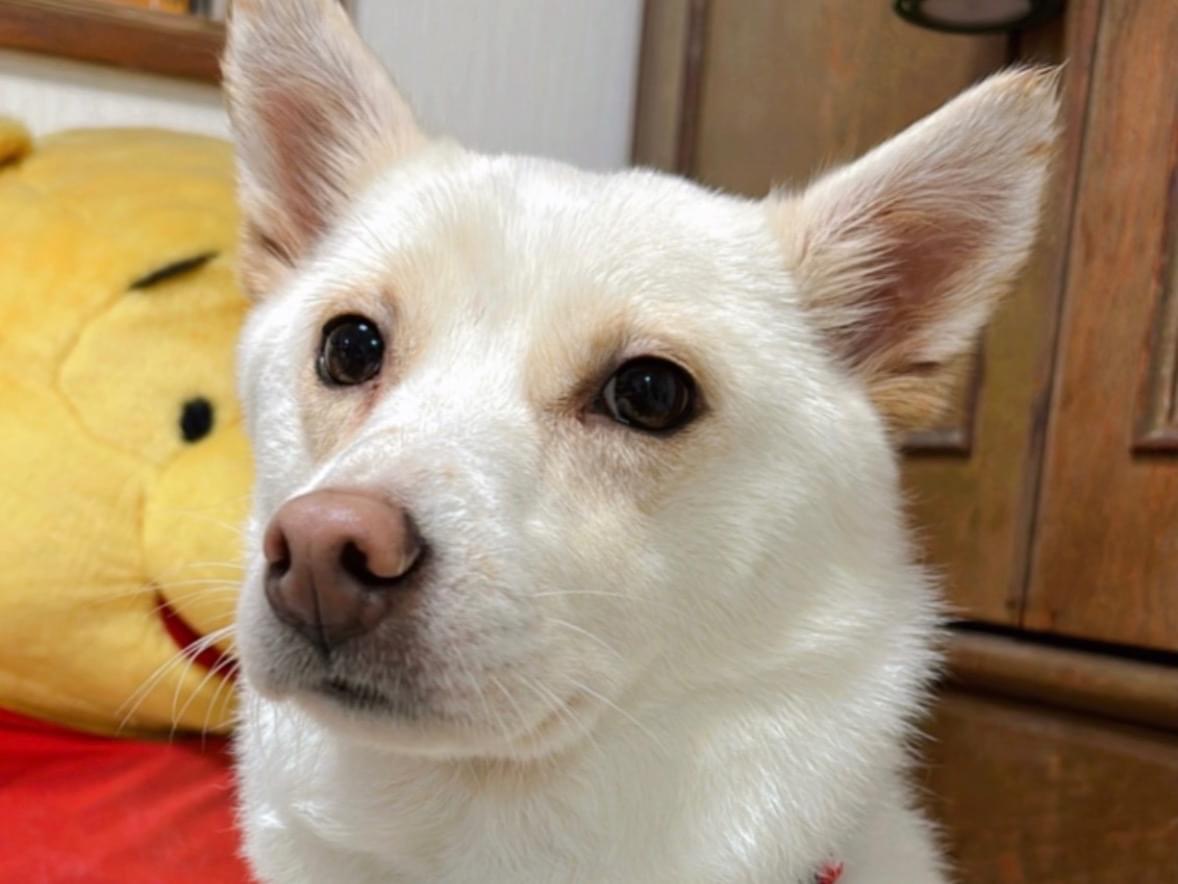 らんちゃん らんちゃん