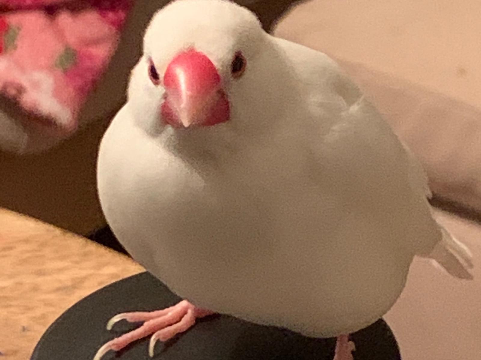 けんちゃん けんちゃん