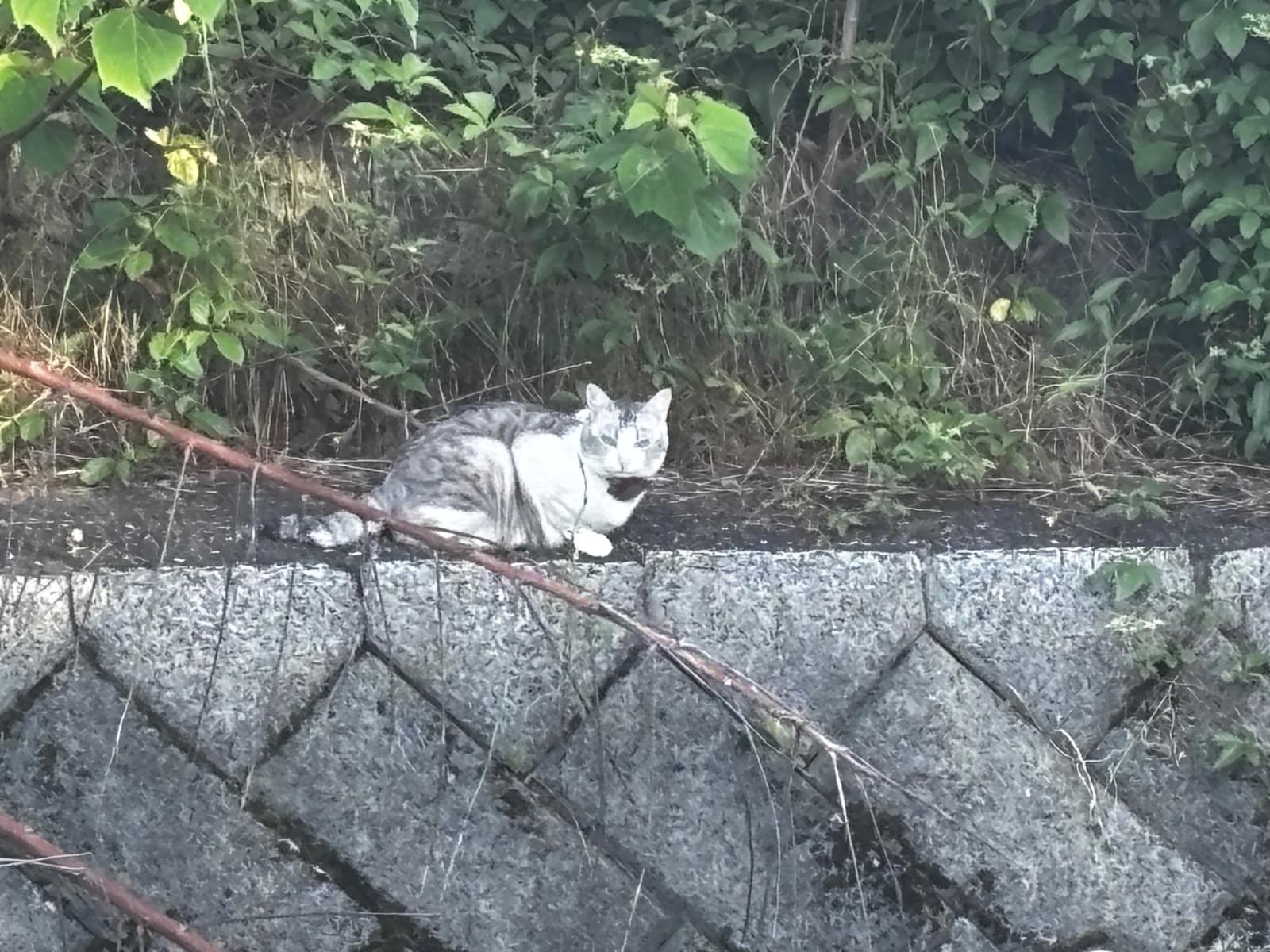 目撃された猫 目撃された猫