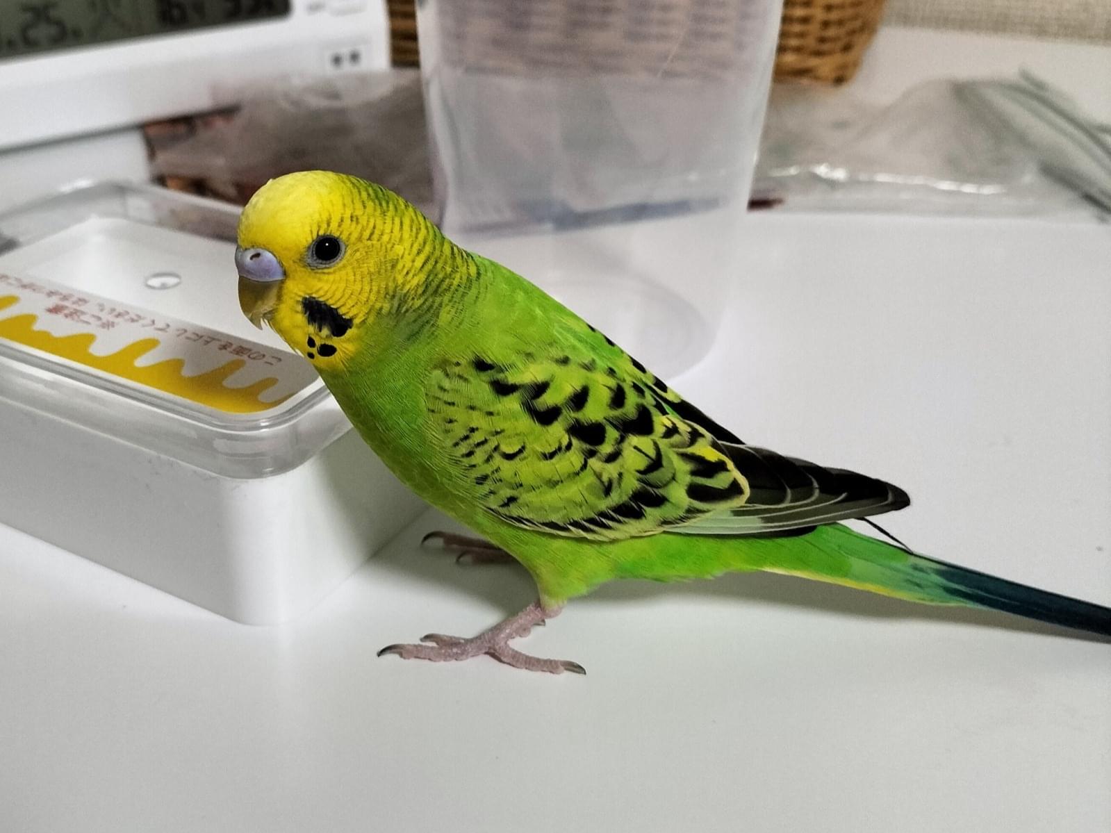 ぐりちゃん ぐりちゃん