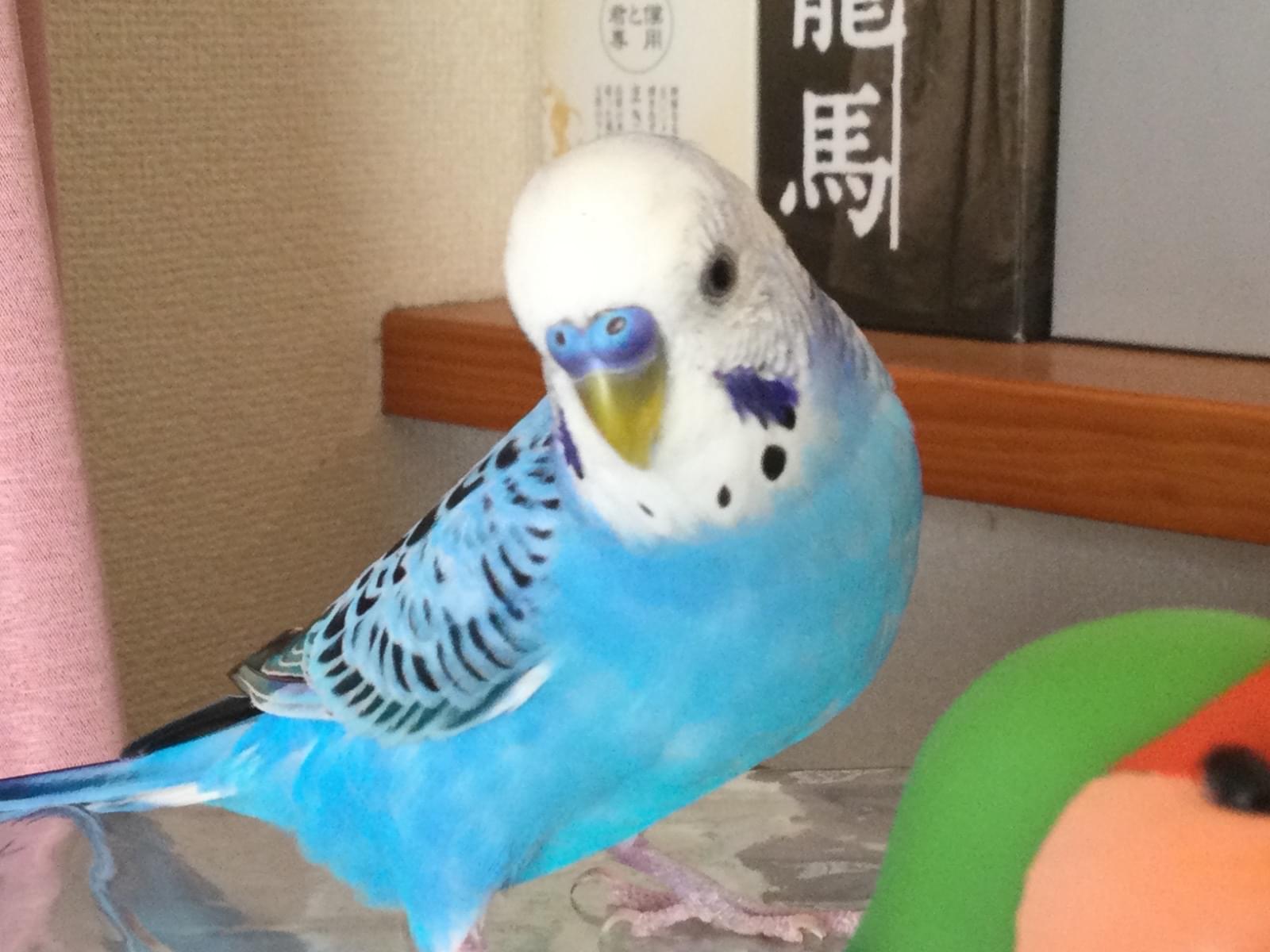 そらちゃん そらちゃん