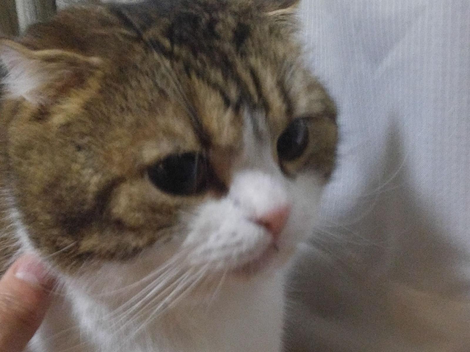 しし丸ちゃん しし丸ちゃん