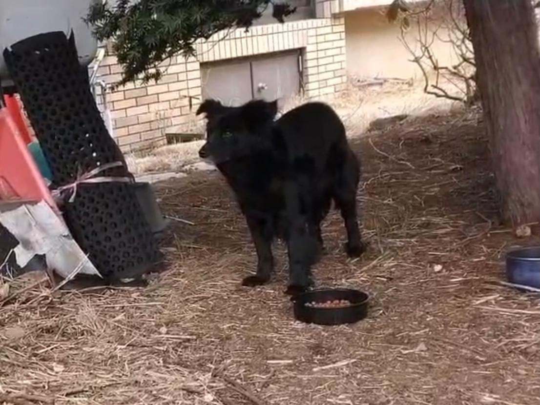 目撃された犬 目撃された犬