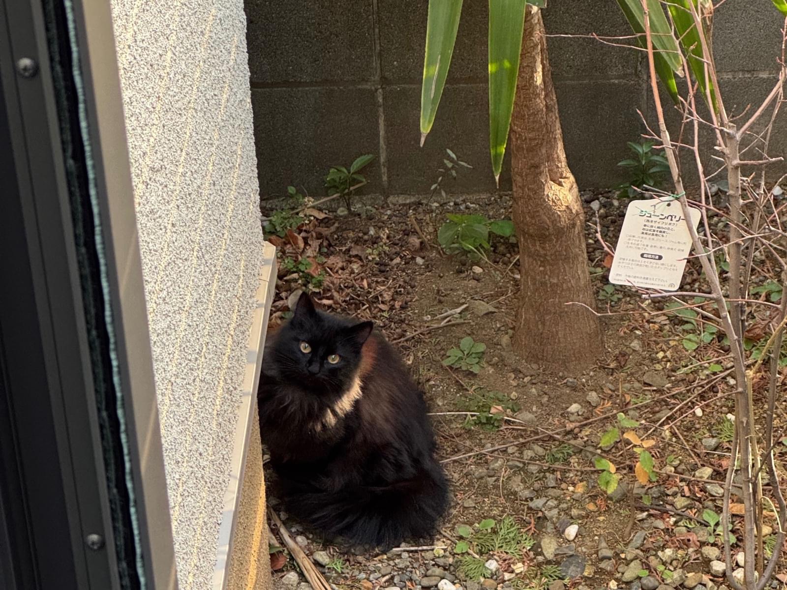 目撃された猫 目撃された猫