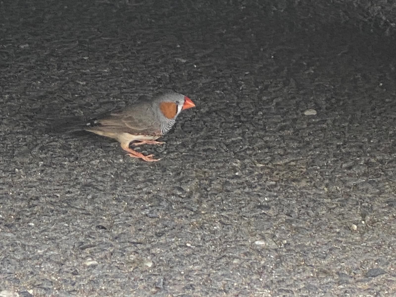 目撃された鳥 目撃された鳥