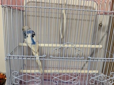 保護された鳥 保護された鳥