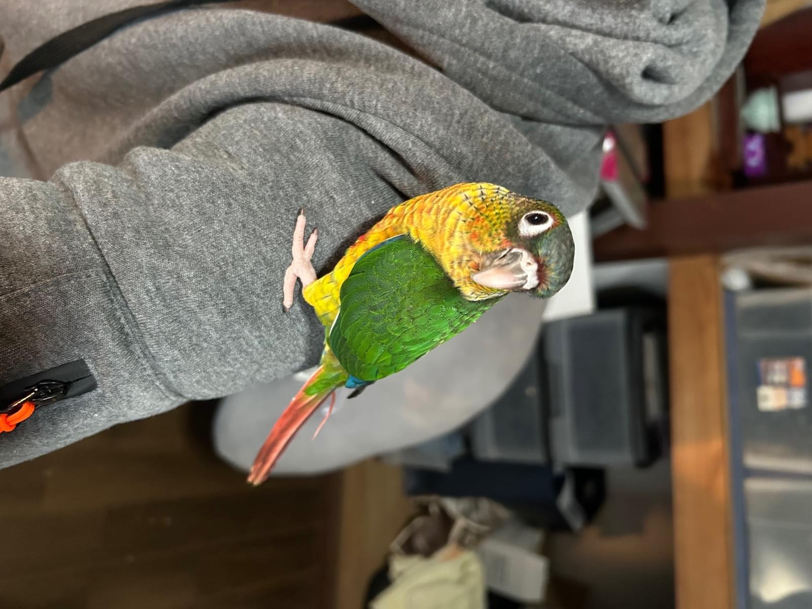 まめちゃん