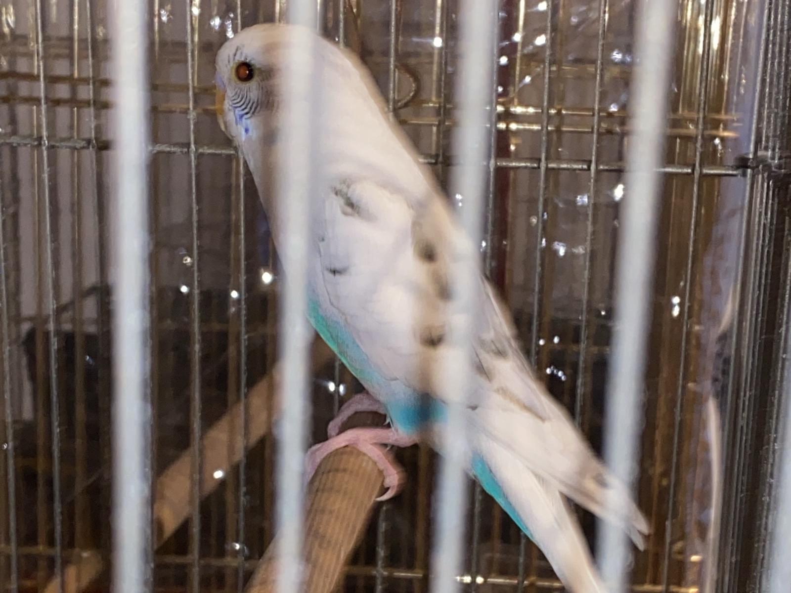 保護された鳥 保護された鳥