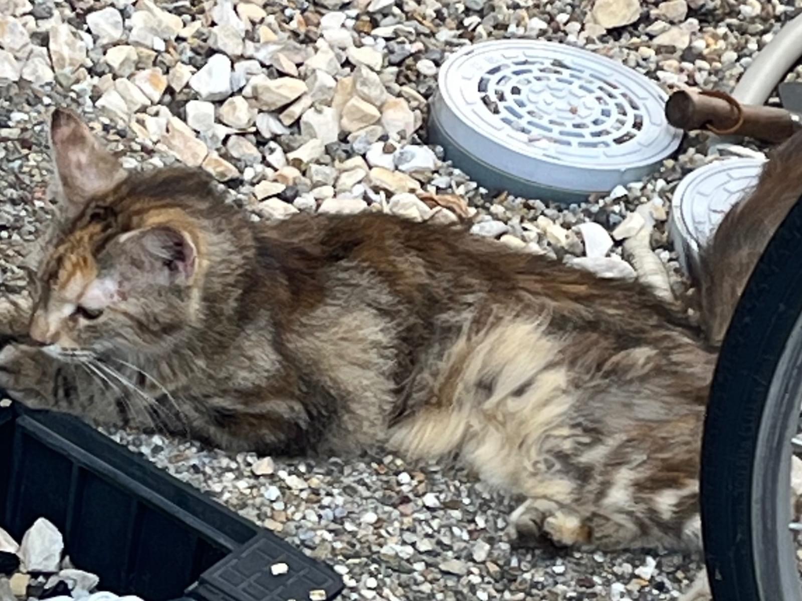 目撃された猫 目撃された猫