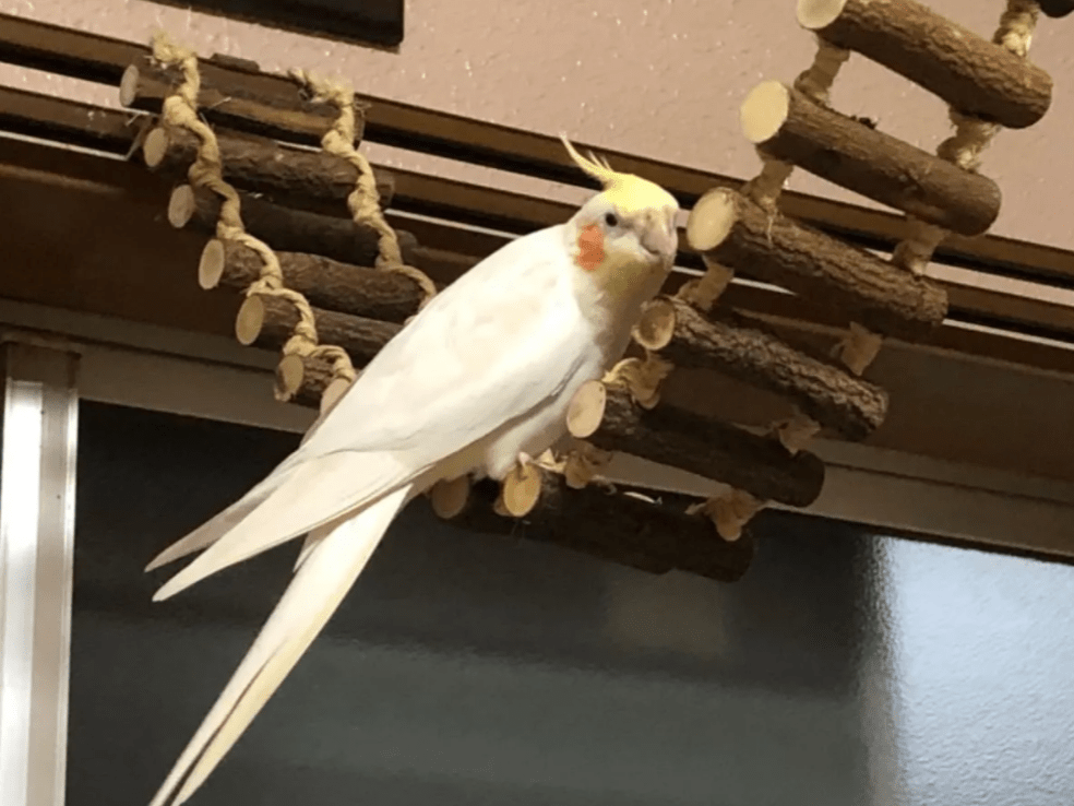しんちゃん しんちゃん
