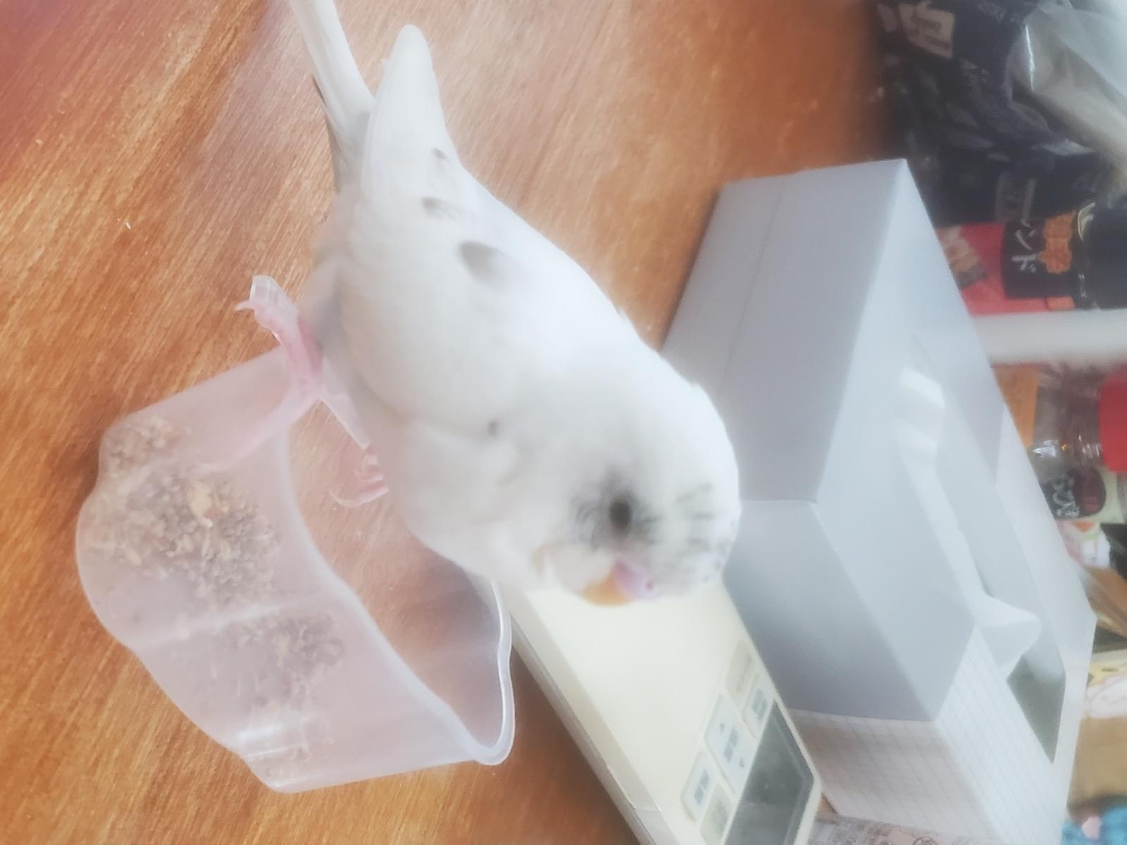 れつちゃん れつちゃん